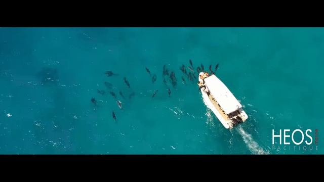 Plongée Île des Pins Kunie Scuba Center смотреть онлайн
