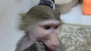 Гамадрилки Ники и Луна играют с Викой🙉🙈🙊