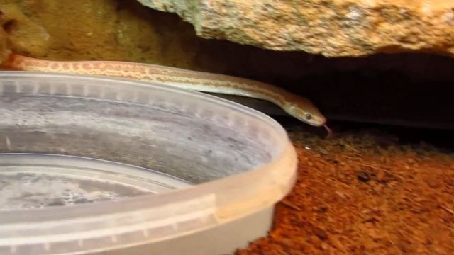 страшный змей. смотреть онлайн