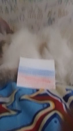 кошка Россия