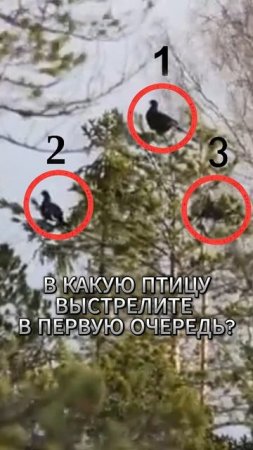 Охотник , кого бить первым? 🐦🎯