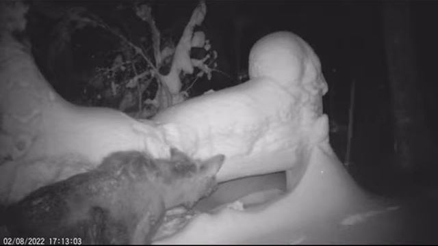 Лоси на солонце смотреть онлайн