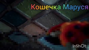 ням кэт против тэк нян