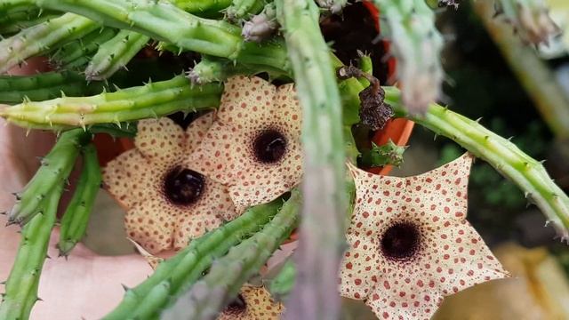 Beautiful Huernia Flower Blooming - Glass Garden смотреть онлайн