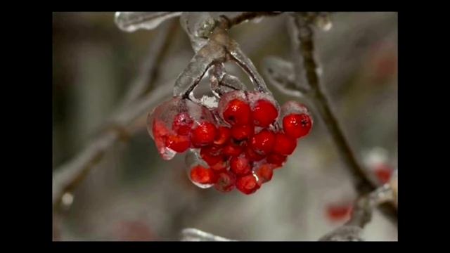 рябина смотреть онлайн