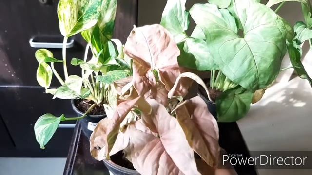 Chennai Indoor plants shop review - தமிழ் #syngonium #marblepothos #indoorplants #chennai