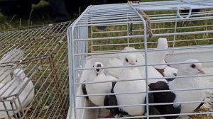 Голуби цены Птичий рынок г Беслан