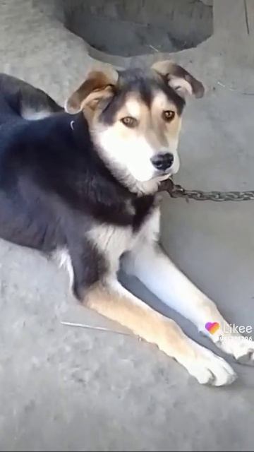 Домашний приют для брошенных животных 🙏 будем благодарны любой помощи 🙏 смотреть онлайн