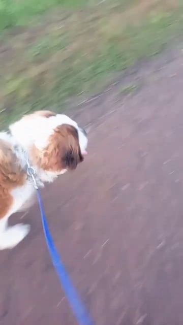 #джек #сенбернар #джекичан #прогулка #прогулкассобакой #собака #вредина #лайк #поставьлайк #жара смотреть онлайн