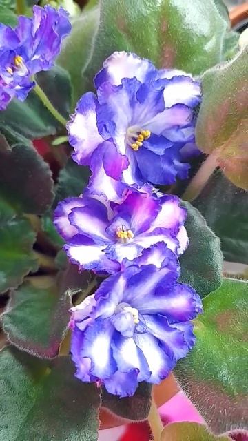 Фиалка Pat Tracy смотреть онлайн