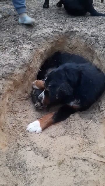 хунт и стаф) любоффф#хаски #хаскирокки #shorts #shortvideo #мирживотных #рокки #подпишись смотреть онлайн