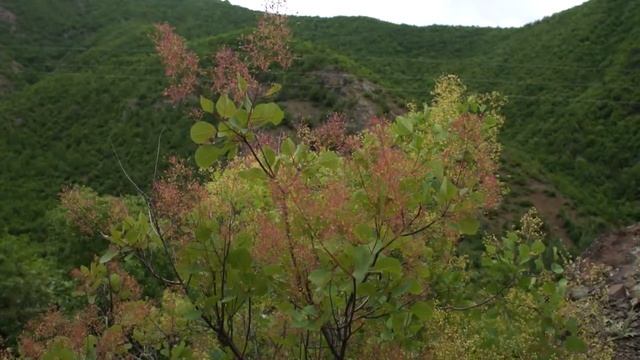 Cotinus coggygria
