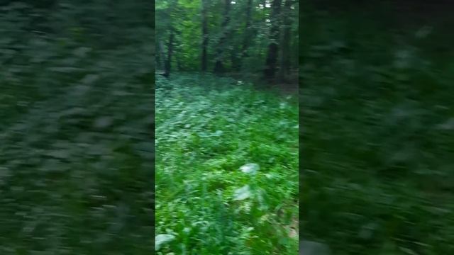 09.06.2022 Дуб великан 1467 год. (в) смотреть онлайн