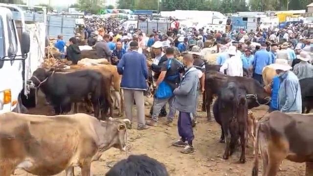 25.05.24МОЛБОЗОР ЯК ХОДИСА ЗУР ШИД, молбозори нохияй кумсангин