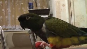 Патагонский попугай Патап отвечает на вопрос