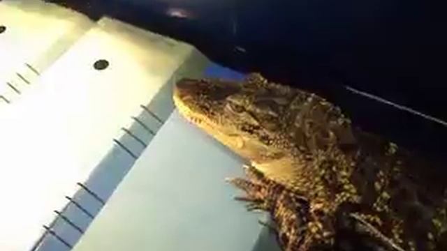 my alligator eating a raw chicken brest смотреть онлайн