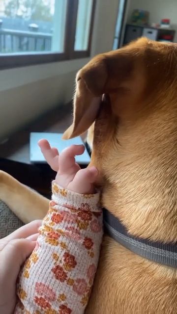 Маленькие ручки и милые ушки💕♥️🥰#дети #детииживотные #мимими #позитив #pets #children #cute #shorts смотреть онлайн