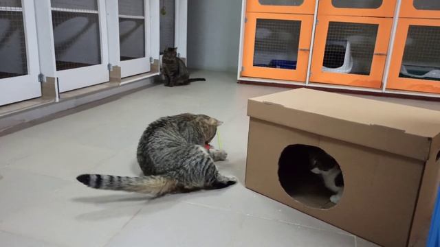 ЛяМурр мечтает о доме 🤗 8(906)274-17-02 СПб звоните :) смотреть онлайн