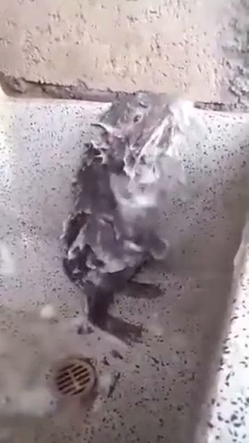 Шиншилла моется 🐹 смотреть онлайн