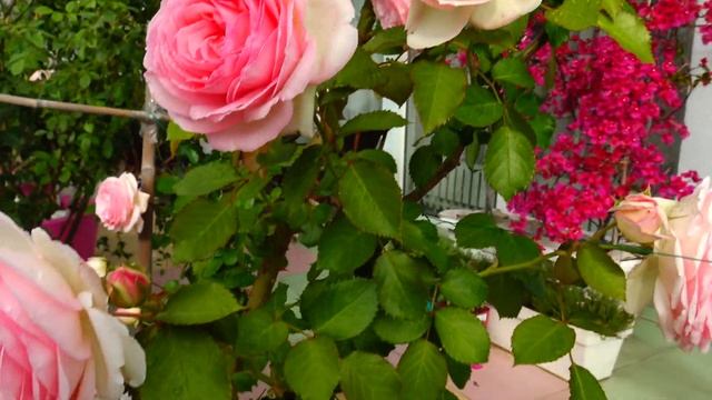 Батуми.Batumi. Роза Пьер де Ронсар, Pierre de Ronsard ( Eden) смотреть онлайн