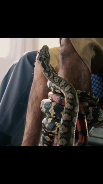 Целый самолёт змей😱 #kino #kinolife #нарезки #кино смотреть онлайн