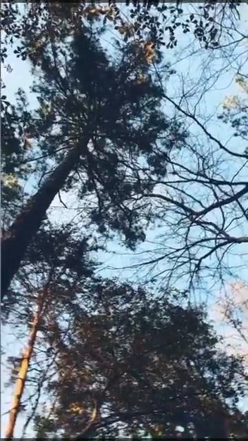 contemplating in the wood смотреть онлайн