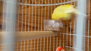 канарейки знакомство первые минуты вместе, нашли на улице канарейку