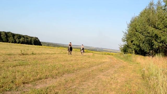 голоп по полю смотреть онлайн