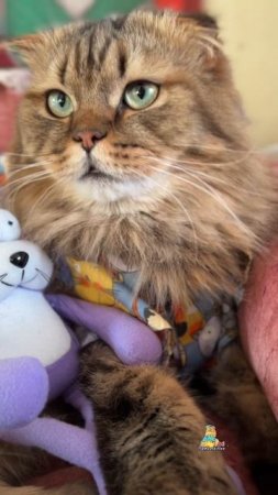 А вы любите пирожки?😸 #котики #юмор #кот