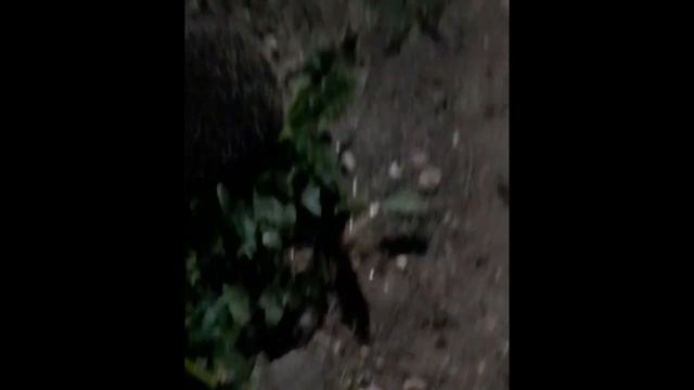 ЕЖИК смотреть онлайн