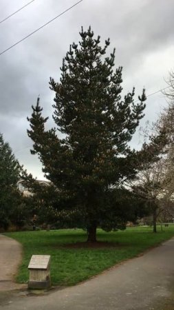 Monterey pine - tree - March 2020