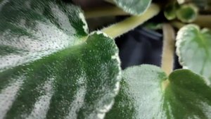 Фиалка Hanters Mothers Love. Удаление пасынков.