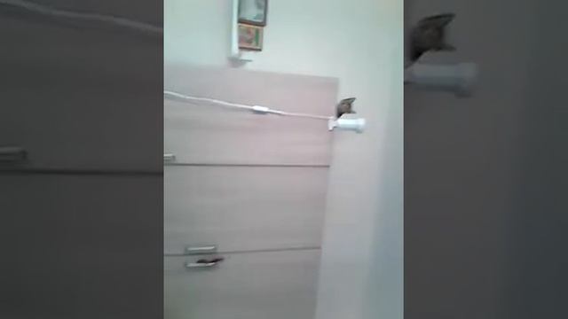 Супер кошка часть 3 смотреть онлайн