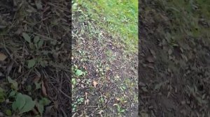 тихая охота на крышки