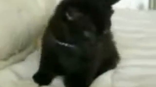 Лучшее кошачье видео