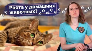 Советы ветеринара:Причины рвоты у собак и кошек