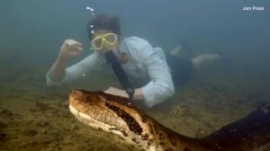 Самая большая змея в мире обнаружена в Амазонке - северная зелёная анаконда