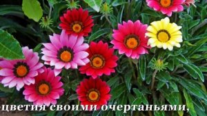 ГАЗАНИЯ - чудо иностранка