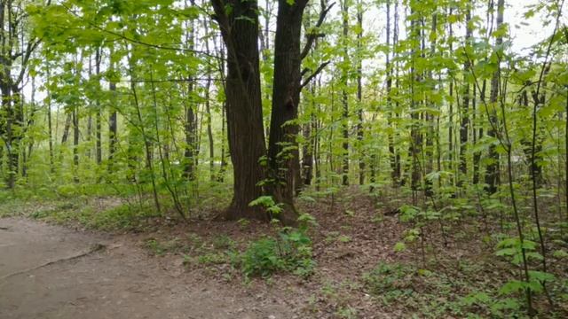 Прогулка в лесу... смотреть онлайн