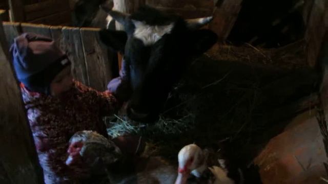 Быки и Утки смотреть онлайн