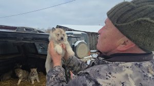 Осмотр щенков Златы и Каюра