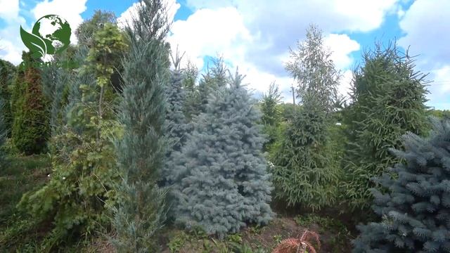 Робочі будні ландшафтної компанії Green Case 2