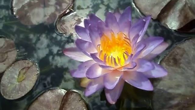 NENUFAR SIAM PURPLE 1 смотреть онлайн