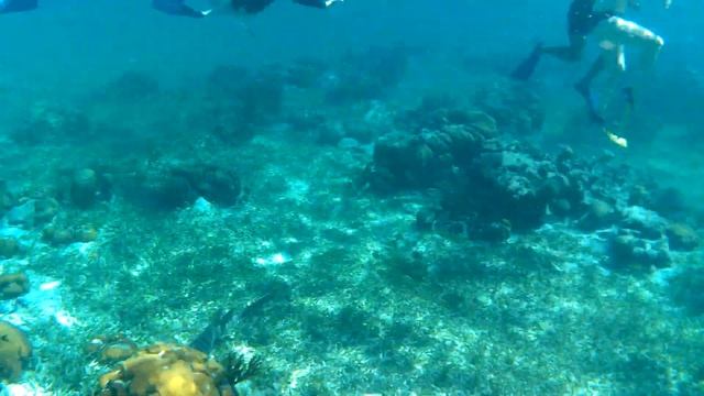 Black Barracuda смотреть онлайн