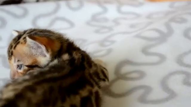 DSC 1214 смотреть онлайн