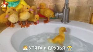 Утята с друзьями – мир нежных эмоций 🤗 эпизод (7)