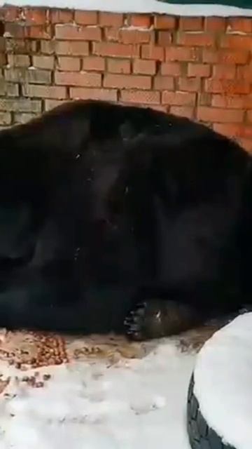 МЕДВЕДь ГроМ МоскОвский зооПАРК🐻BEAR GROM MOSCOW ZOO🐻 смотреть онлайн