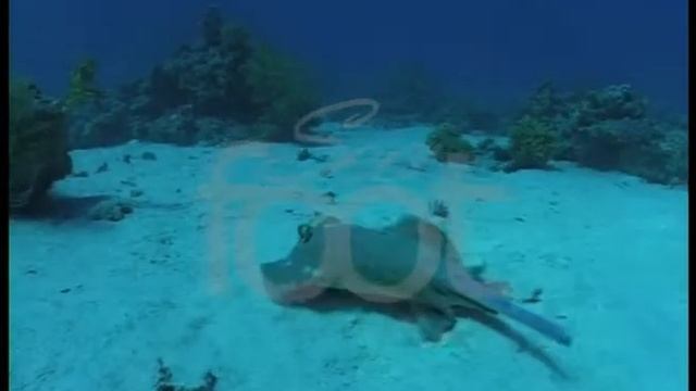 Stingray on SeaFoot canal