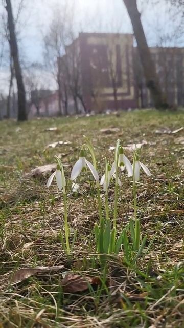 В Кветка Парке уже весна!🥰 смотреть онлайн