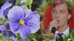 Анютины глазки.  Алексей Гоман